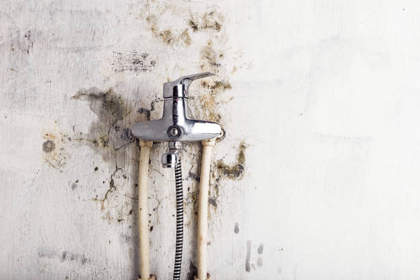 Best Fast Mold Removal  in Victoria, VA