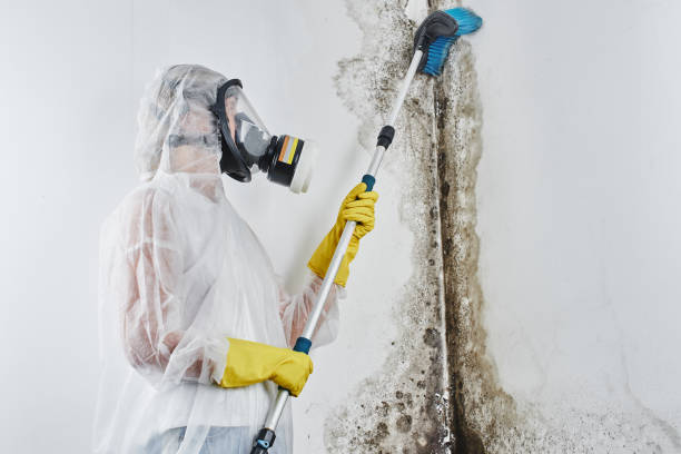Best Affordable Mold Removal  in Victoria, VA