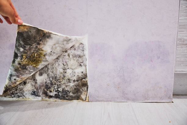 Best Mold Cleaning Services  in Victoria, VA